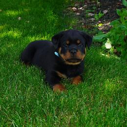 Rio - Black and mahogany male Rottweiler puppy in Sugarcreek, Ohio from Vom Haus Joder Rottweilers