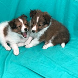 Shetland Sheepdog Puppies from Myers Horse Farms, Inc