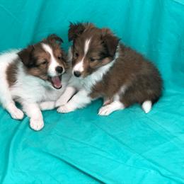 Shetland Sheepdog Puppies from Myers Horse Farms, Inc