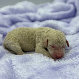 Coconut Cream - White female Sheepadoodle puppy in Greeneville, Tennessee from Smokey Mountain Sheepadoodles