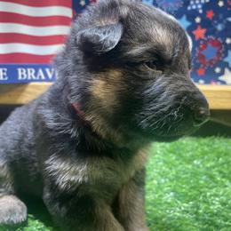 German Shepherd Puppies from American Viking GSD Ranch
