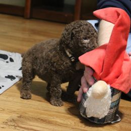 Poodle Puppies from RK'S Pets