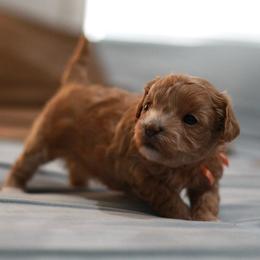 Miss Orange - Apricot female Maltipoo puppy in Springtown, Texas from North Texas Puppies