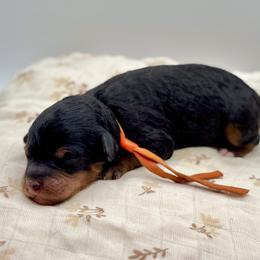 Simon - Phantom male Poodle puppy in Munster, Indiana from Miranda’s Sunshine Poodles and Doodles