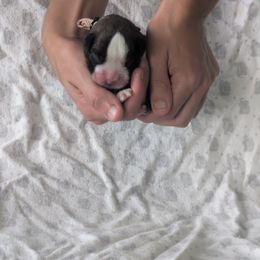 Rena - Brindle female Boxer puppy in New Holland, Pennsylvania from Shady Rill puppies