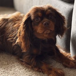 Cavalier King Charles Spaniel puppies from Nextgen Cavaliers