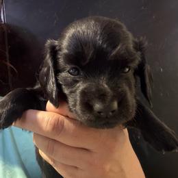 Amelia-Girl 1 - Black female Dachshund puppy in Bigfork, Minnesota from Dachshunds Up North