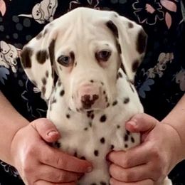 Dempsey - White and liver brown male Dalmatian puppy in Lusby, Maryland from CarriageHill Dalmatians