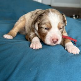 Australian Shepherd Puppies from Cold Creek Aussies