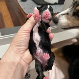 BTF- green (Name TBD) - Black tri-color female Australian Shepherd puppy in Hayward, California from Grissom’s Aussies
