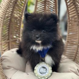 Bear - Black parti male Pomeranian puppy in Stockton, California from lunas_poms
