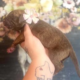 Parmasian - Chocolate brindle female Great Dane puppy in Lehigh Acres, Florida from Florida Wrinkles