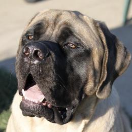 Mastiffs from Bluebonnet Mastiffs