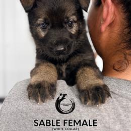 White collar female - Sable female German Shepherd puppy in Osco, Illinois from Sonnenhügel Kennel, LLC