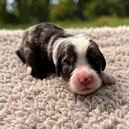 Lucy - Tri-color female Bernedoodle puppy in Travelers Rest, South Carolina from Bernedoodle.do
