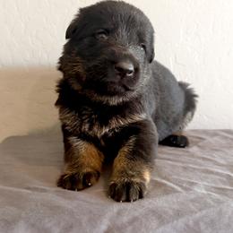 Purple - Bi-color female German Shepherd puppy in Buckeue, Arizona from Légende Vivante Du Chief Kennel