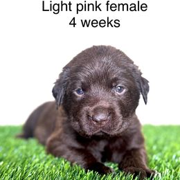 Light pink collar - Chocolate female Labrador Retriever puppy in Brooksville, Florida from Lonestar Labradors C&E