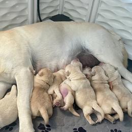 Labrador Retriever puppies from Riverbourne Labradors