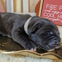 Girl 4 - female Cane Corso puppy in Franktown, Colorado from Earth and Ship Cane Corso