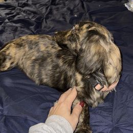 Ivy - Dachshund