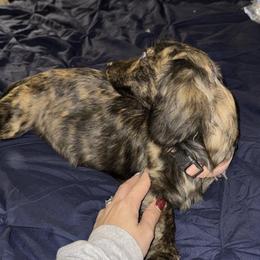Ivy - Dachshund