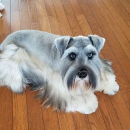 Miniature Schnauzers from Annie's Country Schnauzers