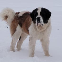 Chonk - Saint Bernard