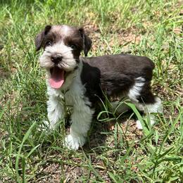 Susie - Parti female Miniature Schnauzer puppy in Clover, South Carolina from Bobo’s Babies Kennels