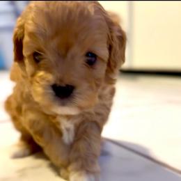Oscar - Red male Cavapoo puppy in Liberty Hill, Texas from Cuddlebug Cavapoos of Austin