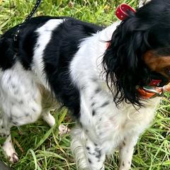 French Brittanys from Breezy Point Brittanys-French and American