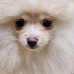 Pomeranians from Julskennel