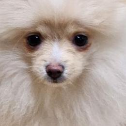 Pomeranians from Julskennel