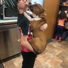 American Bully Puppies from Shooting Star Bullies