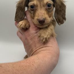 Espresso limited AKC - Chocolate and cream male Dachshund puppy in Bartlesville, Oklahoma from Kippers Keepsake Dachshunds