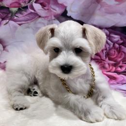 Scout - Wheaten male Miniature Schnauzer puppy in San Augustine, Texas from My Little Schnauzer Pals