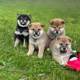 Akita and Shiba Inu Puppies from Day Dream Shiba Inu’s