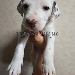 Homozygous liver tricolor - White and liver brown male Dalmatian puppy in Conrath, Wisconsin from JSF Dalmatians LLC