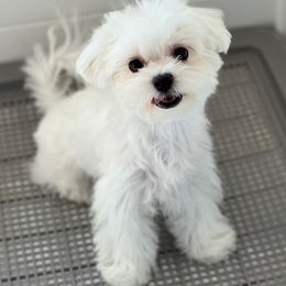Maltese, Maltipoos, and Poodles from Joyful Pups