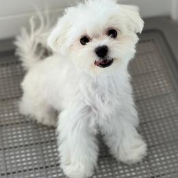 Maltese, Maltipoos, and Poodles from Joyful Pups