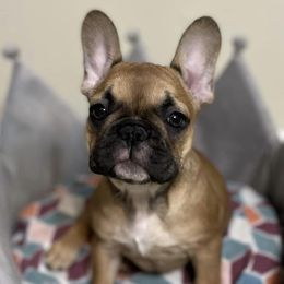 Boston Terriers and French Bulldogs from Ferina’s Benevolent Bostons and Bulldogs