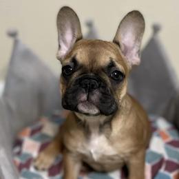 Boston Terriers and French Bulldogs from Ferina’s Benevolent Bostons and Bulldogs