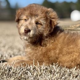Snickers - Red merle female Aussiedoodle puppy in Sheridan, Arkansas from Runnin’ Wild Ranch Aussies
