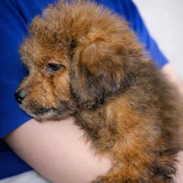 Ridge - Sable female Aussiedoodle puppy in Paoli, Indiana from Brambleberry Doodles