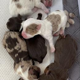 Merle boy - Parti male Yorkshire Terrier puppy in Norfolk, Virginia from Kandi’s Precious Pups
