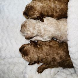Poodle Puppies from J&K Kennels