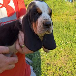 Basset Hound and Beagle Puppies from Mack's Creek Basset Hounds