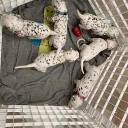 Dalmatian Puppies from Blue Moon Dalmatians