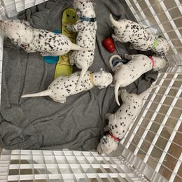 Dalmatian Puppies from Blue Moon Dalmatians