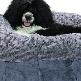 Portuguese Water Dogs from CnSand Portuguese Water Dogs