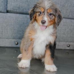 Colette - Merle female Bernedoodle puppy in Dundee, Ohio from Down Home Doodle